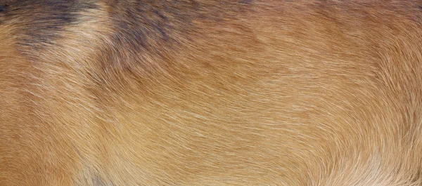 Мех собаки — стоковое фото