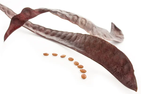 stock image Carob pods