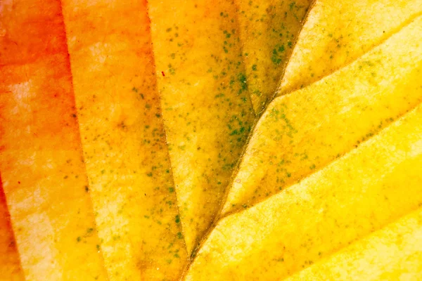 Autumn leaf macro — Stock Photo, Image