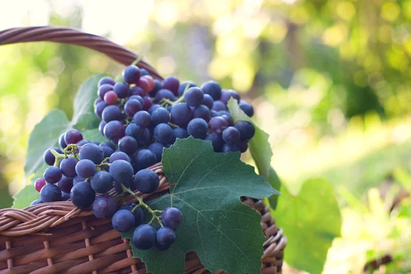 Uvas recién cosechadas —  Fotos de Stock