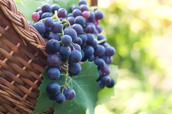 Freshly harvested grapes — Stock Photo, Image