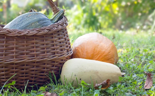 Pumpkins in the garden — Stock Photo, Image