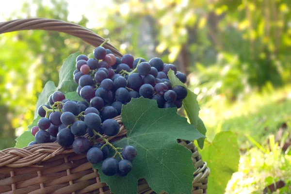 Freshly harvested grapes — Stock Photo, Image
