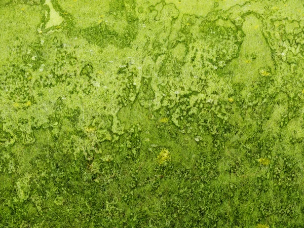 Fondo verde textura orgánica áspera —  Fotos de Stock