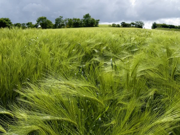 Поле зеленой пшеницы весной — стоковое фото
