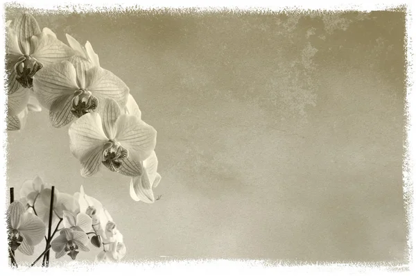 Texturierten floralen Hintergrund mit Orchideen — Stockfoto