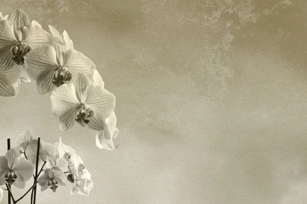 Текстурований квітковий фон з орхідеями — стокове фото