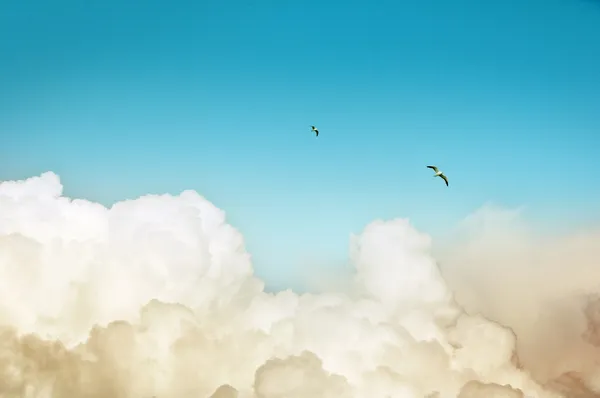 Stock image White clouds, blue sky, two birds, nice picture, nice weather with bright