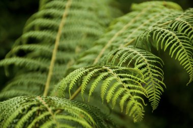 Closeup on fernery with dark blur background - focus clipart