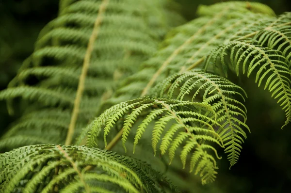 stock image Closeup on fernery with dark blur background - focus