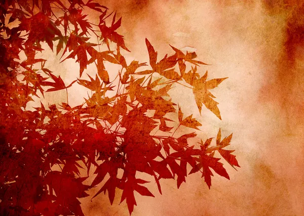背景やスクラップブッ キングの楓の織り目加工の装飾的な葉 — ストック写真