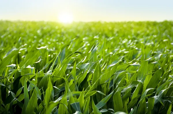 Pole kukurydzy o zachodzie słońca - kukurydza — Zdjęcie stockowe