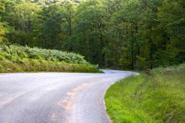 Curve road descending through a green forest clipart