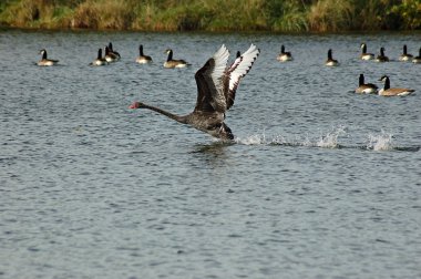 Siyah Kuğu,(cygnus atratus)