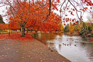 Autumn in the park clipart