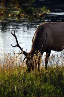 Wild deer eating clipart