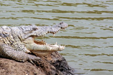 Crocodile with mouth open clipart