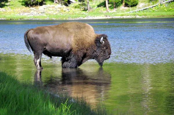 Buffalo drinking water — Stock Photo, Image