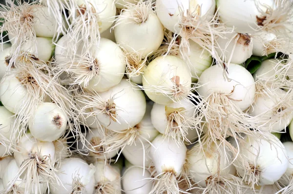 stock image Spring onion