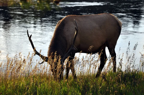 Deer grazing — Stock Photo, Image