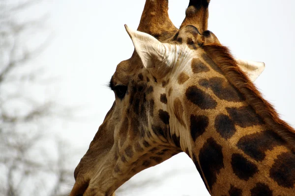 Giraffe protrait — стокове фото