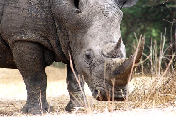 Rhino portrait — Stock Photo, Image