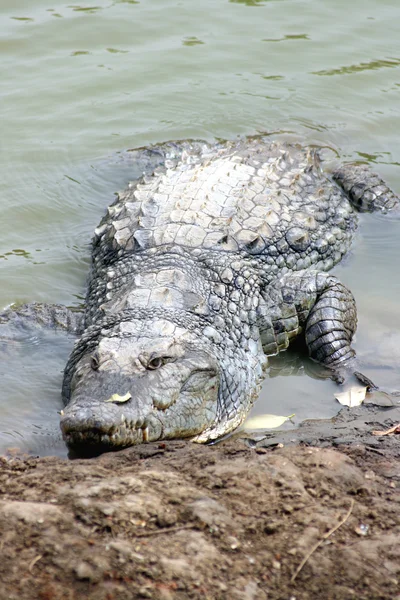 stock image Crocodile portrait