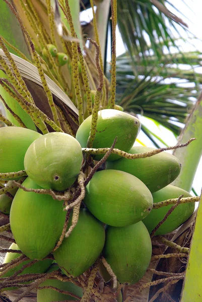 Kokosová palma 2 — Stock fotografie