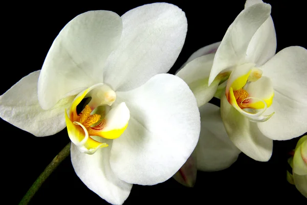 Орхидеи 2 — стоковое фото