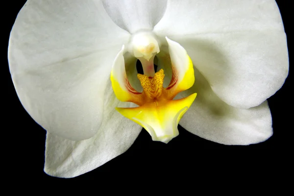 Macroplano de orquídea Fotos De Stock
