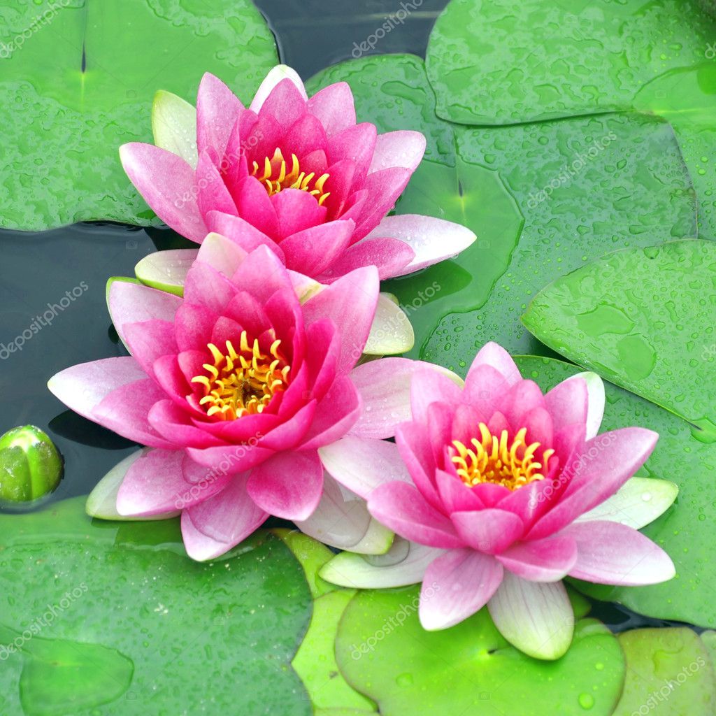 Pink water lilies — Stock Photo © trombax #3101680