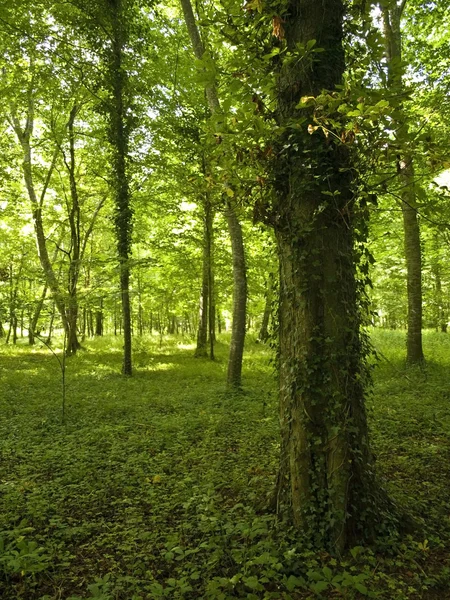 Green Forest — Stock Photo, Image
