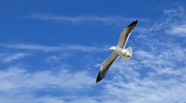 stock image Seagull flying