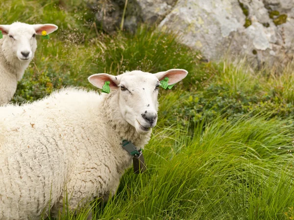 stock image Two sheeps in the Ulriken mountain