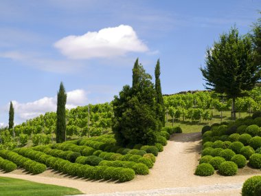 Vineyard of Amboise clipart