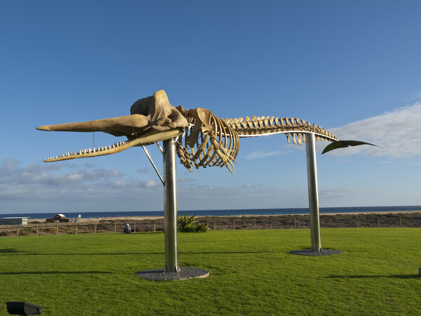 Рыбная кость кита
