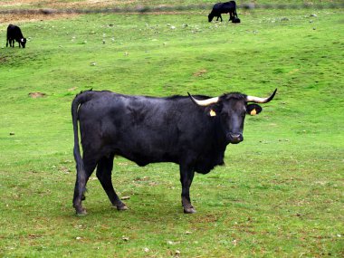 Spanish Bull clipart