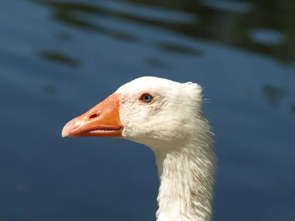 stock image Duck Head