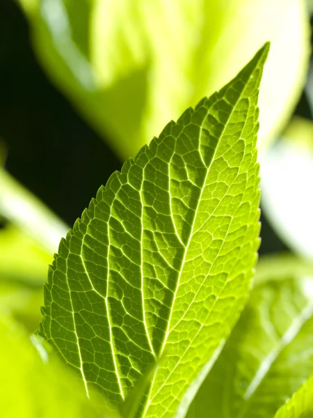 stock image Green Leafs