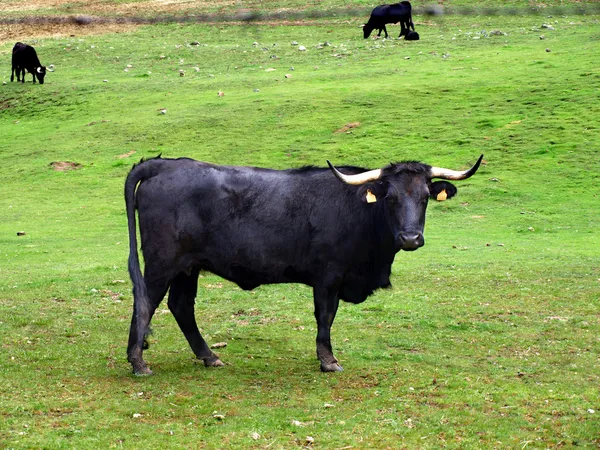 Spanish Bull — Stock Photo, Image