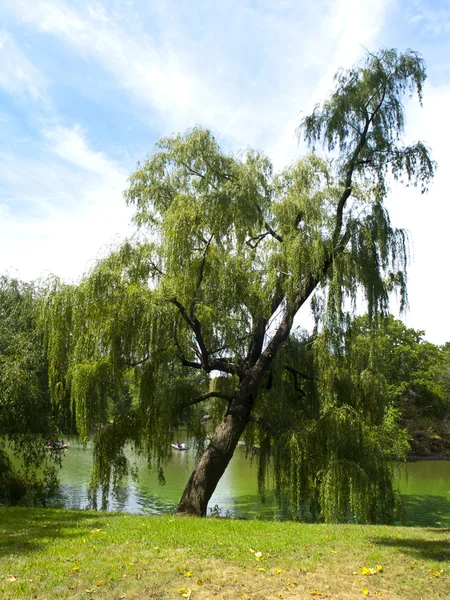 Weeping willow i central park — Stockfoto