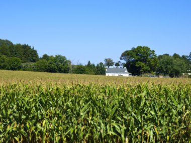 Amish farm, lancaster ABD