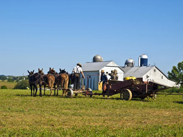 Amish αγρότες, Λάνκαστερ ΗΠΑ — Φωτογραφία Αρχείου