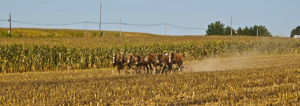 Amiszów rolnik orze pole z 7 koni — Zdjęcie stockowe