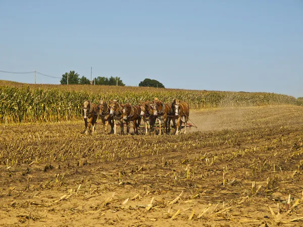 Amish farmer szántás 7 lovakkal mező — Stock Fotó