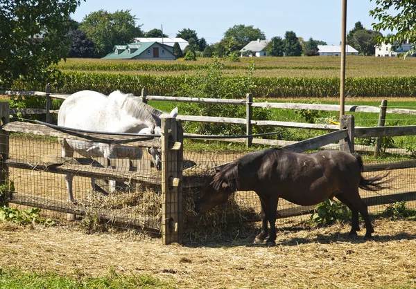Pôneis em uma fazenda Amish, Lancaster EUA — Fotografia de Stock
