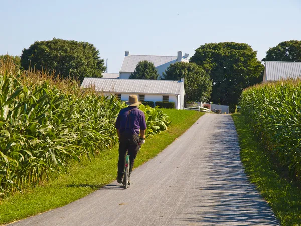 Amish γεωργός — Φωτογραφία Αρχείου
