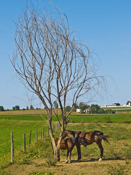 Dwa konie w farmie amiszów, lancaster, Stany Zjednoczone Ameryki — Zdjęcie stockowe