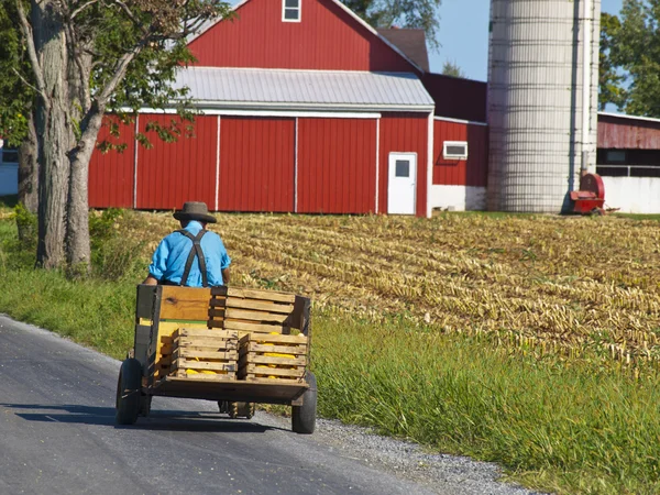 Amish Agricultor — Fotografia de Stock