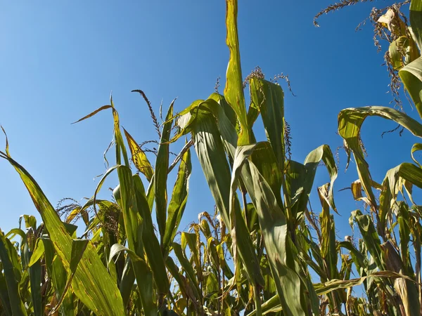 Roślin kukurydzy — Zdjęcie stockowe